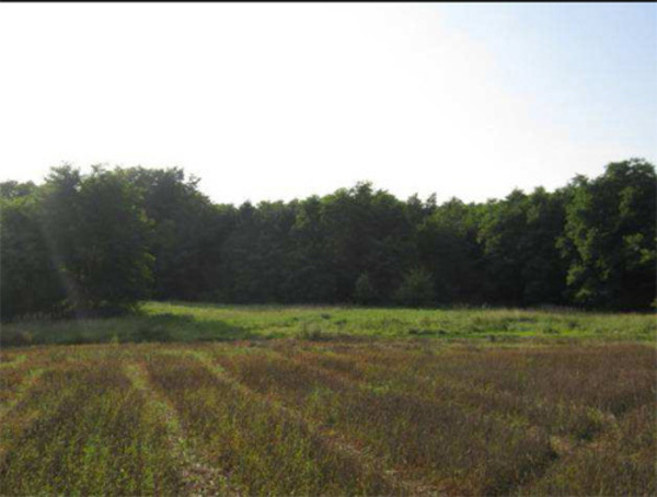 Działka 57500 m2 w GRYFINO