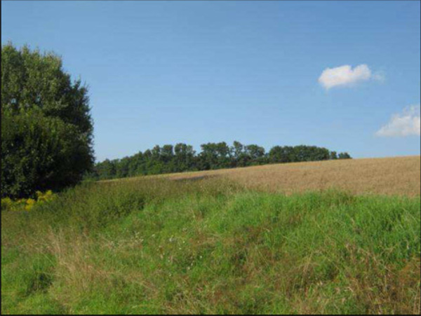 Działka 57500 m2 w GRYFINO