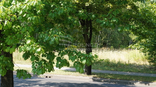 Działka 5527 m2 w PABIANICE