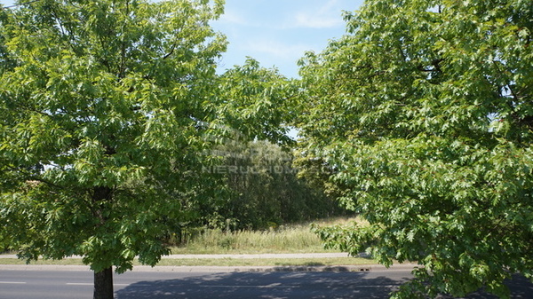 Działka 5527 m2 w PABIANICE