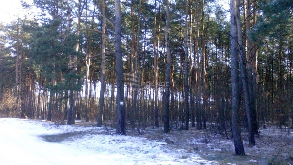 Działka 36600 m2 w KAWĘCZYN