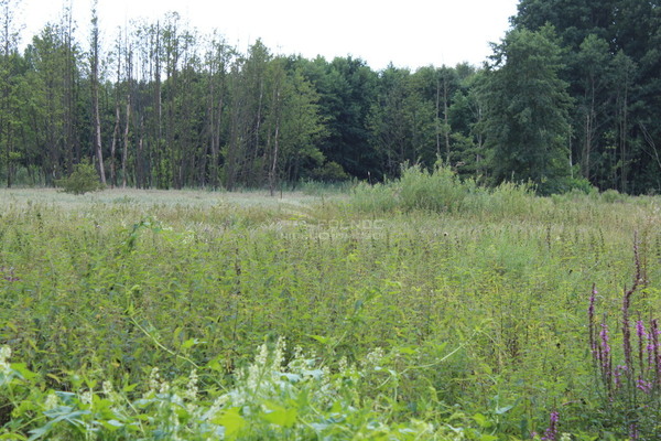 Działka 1131 m2 w DŁUTÓW