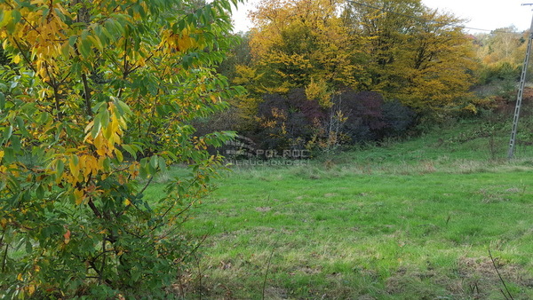 Działka 13900 m2 w BOCHNIA