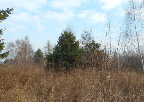 Działka 600 m2 w BŁONIE