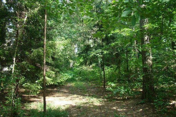 Działka 2979 m2 w LESZNOWOLA