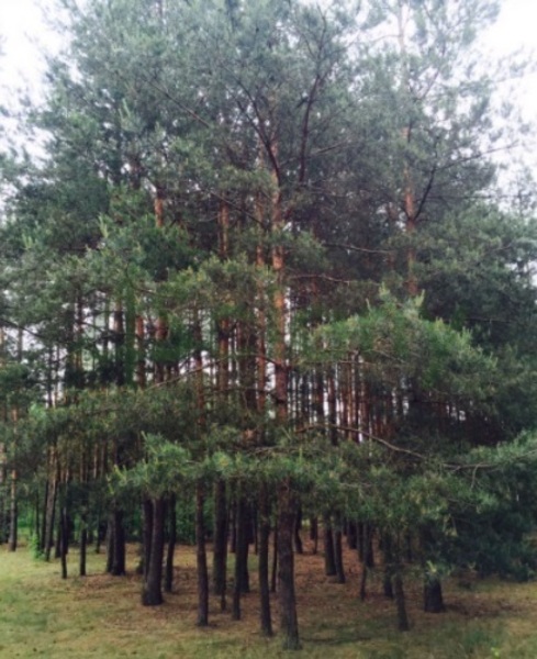 Działka 4400 m2 w ZABRODZIE