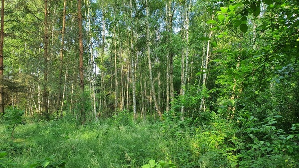 Działka 2921 m2 w LESZNO