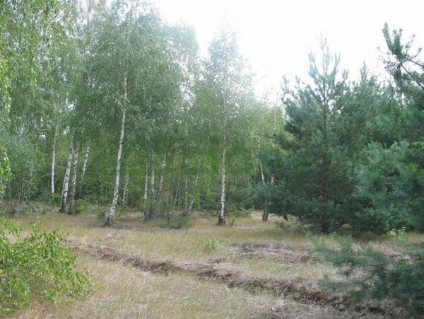 Działka 1390 m2 w JABŁONNA