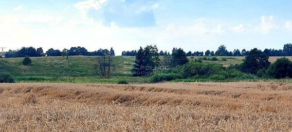 Działka 14700 m2 w PIENIĘŻNO