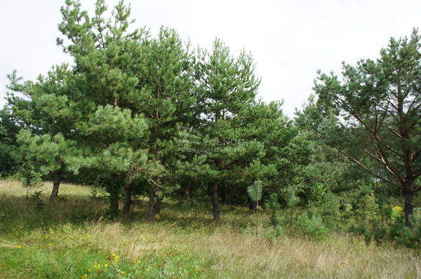 Działka 6477 m2 w KALINOWO