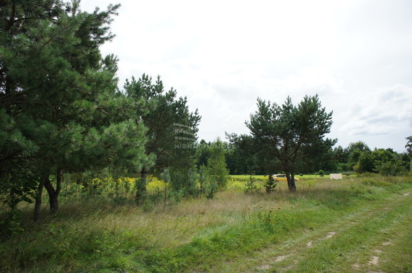 Działka 6477 m2 w KALINOWO