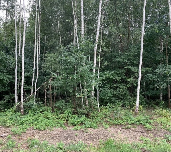 Działka 2277 m2 w MICHAŁOWICE