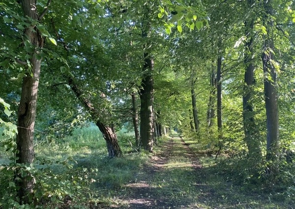 Działka 3900 m2 w ŻABIA WOLA