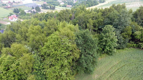 Działka 1904 m2 w PAŁECZNICA