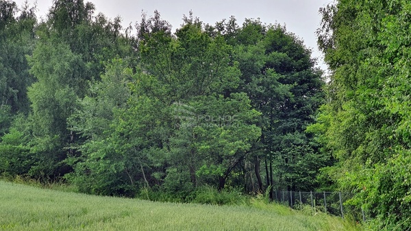 Działka 1904 m2 w PAŁECZNICA