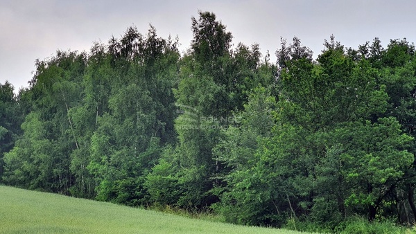 Działka 3475 m2 w PAŁECZNICA