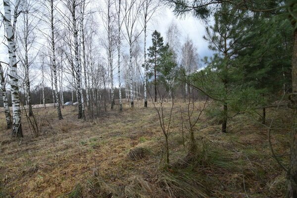 Działka 1301 m2 w NOWOGRÓD