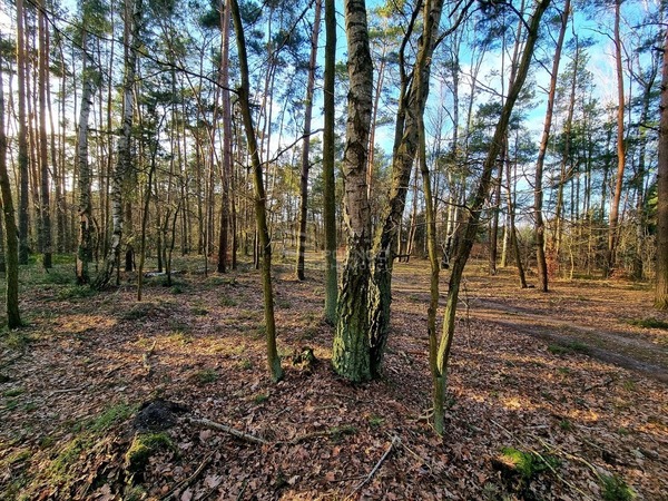 Działka 4136 m2 w LUTOMIERSK