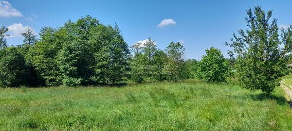 Działka 7000 m2 w NOWOGRODZIEC