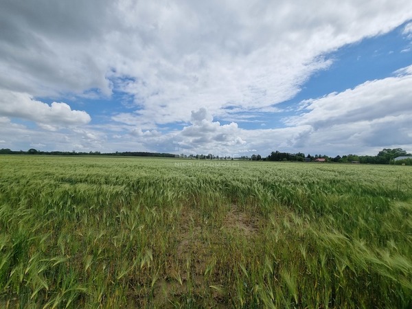 Działka 898 m2 w PĘCZNIEW