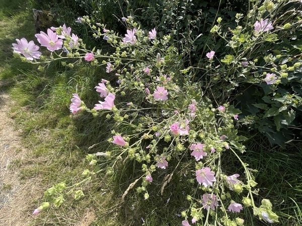 Działka 6700 m2 w STARA KAMIENICA