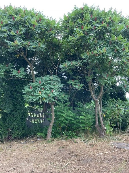 Działka 1800 m2 w KOŃSKIE