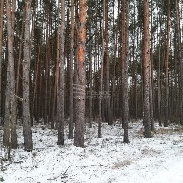 Działka 96800 m2 w ŁAPY