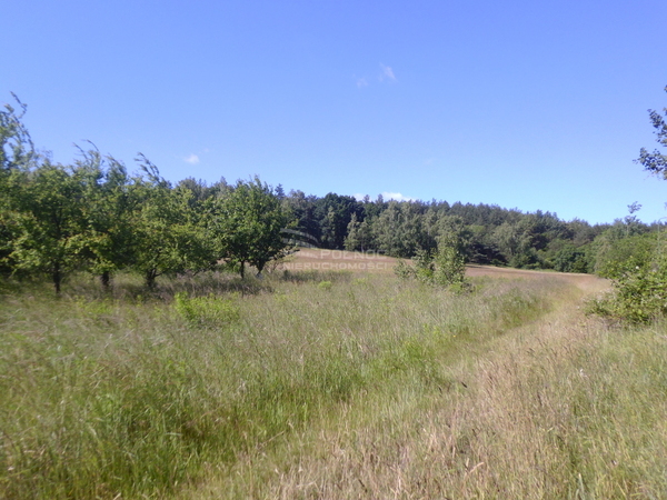 Działka 1678 m2 w CHOJNÓW