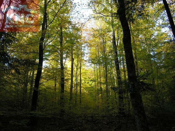 Działka 7400 m2 w tarnowski