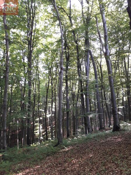 Działka 7400 m2 w tarnowski