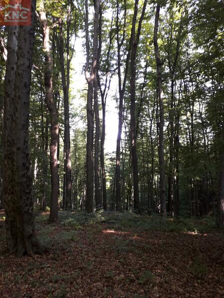 Działka 7400 m2 w tarnowski