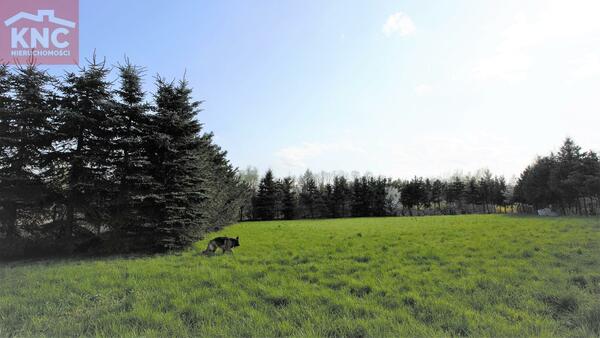 Działka 6300 m2 w tarnowski