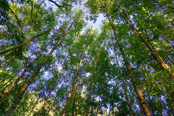 Działka 1055 m2 w grodziski