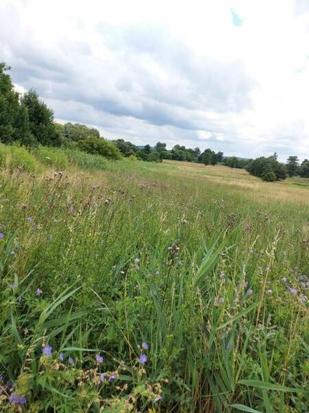 Działka 9800 m2 w będziński