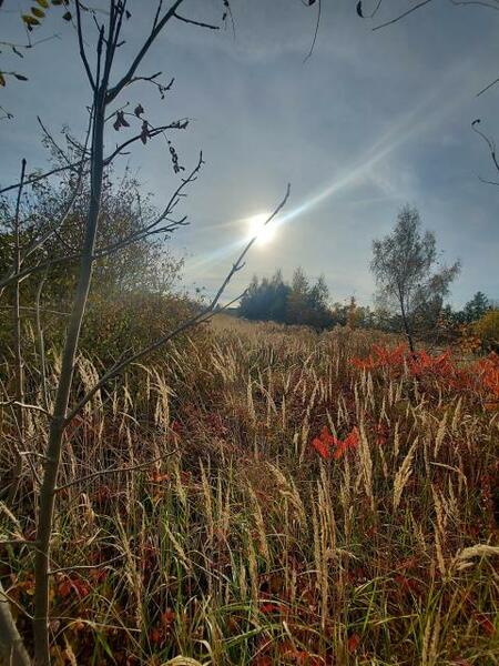 Działka 9856 m2 w będziński