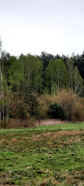 Działka 9600 m2 w otwocki