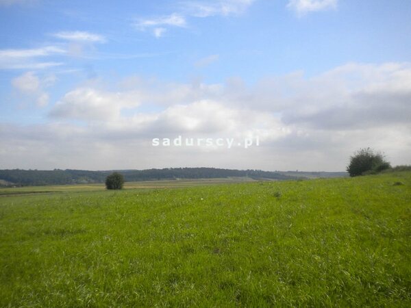 Działka 28520 m2 w Gołyszyn