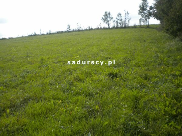 Działka 28520 m2 w Gołyszyn