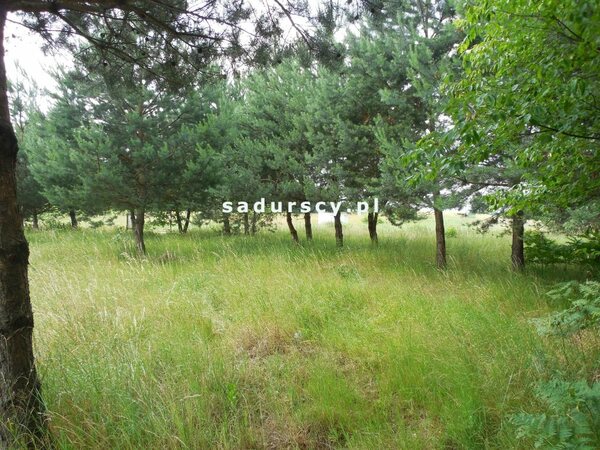 Działka 11000 m2 w Buczków