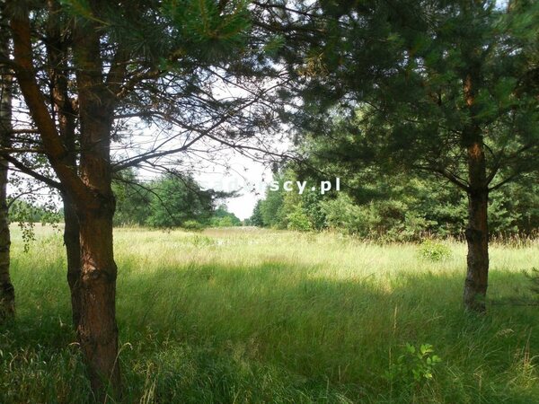 Działka 11000 m2 w Buczków