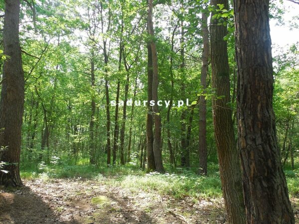 Działka 11000 m2 w Buczków