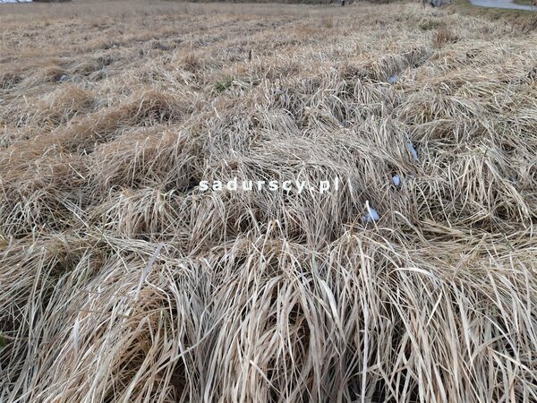 Działka 10006 m2 w Kaszów