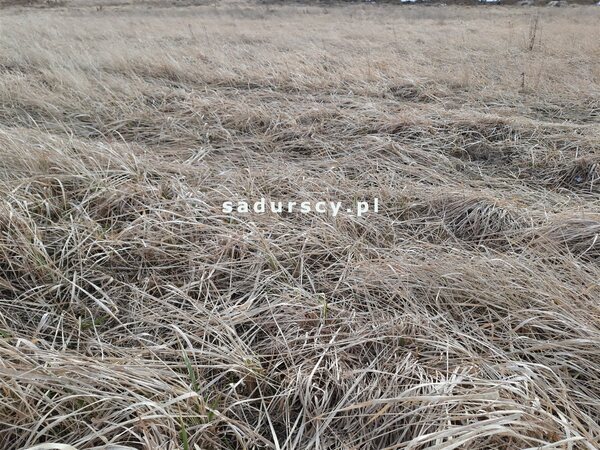 Działka 10006 m2 w Kaszów