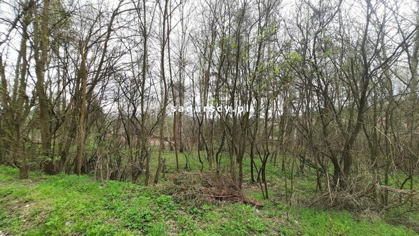 Działka 4973 m2 w Dąbrowa Szlachecka