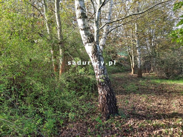 Działka 2003 m2 w Kraków