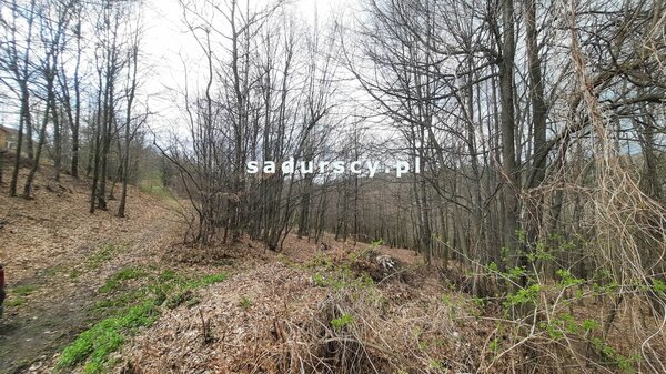 Działka 2300 m2 w Borzęta