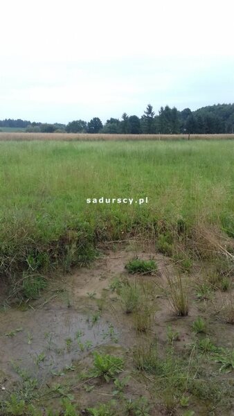 Działka 3800 m2 w Krzeczów