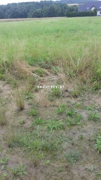 Działka 3800 m2 w Krzeczów