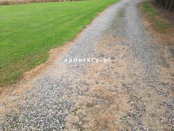 Działka 6200 m2 w Jaksice