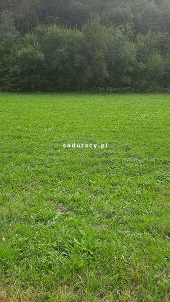 Działka 3300 m2 w Łapanów